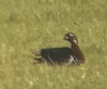 iNaturalist image
