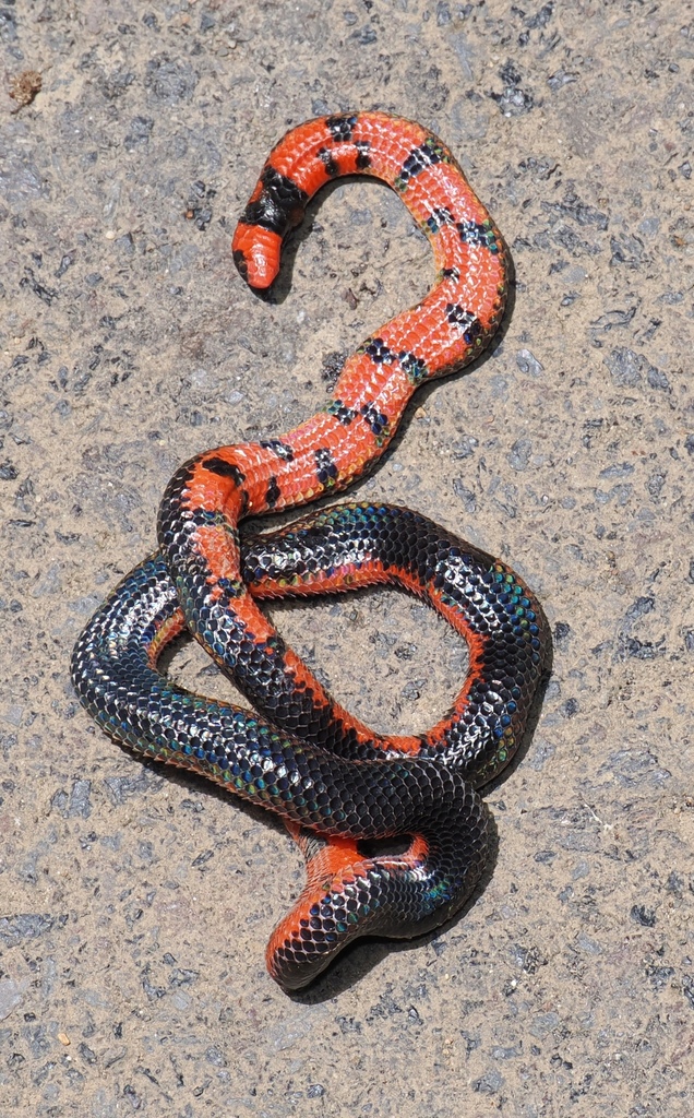 Black Pipe Snake (Cylindrophis melanotus)