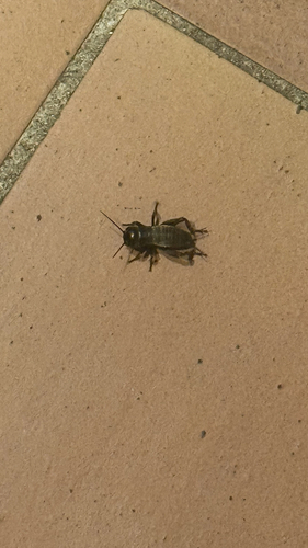European Field Cricket
