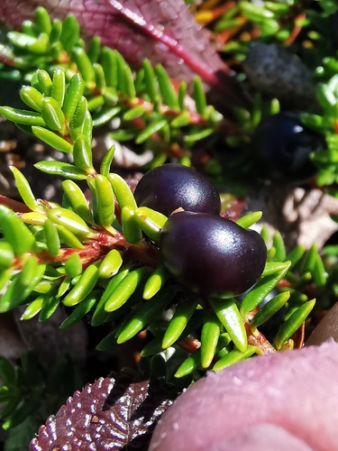 black crowberry