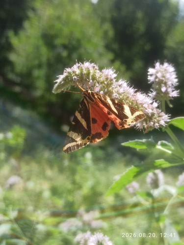 Jersey Tiger