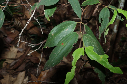 scrub turpentine