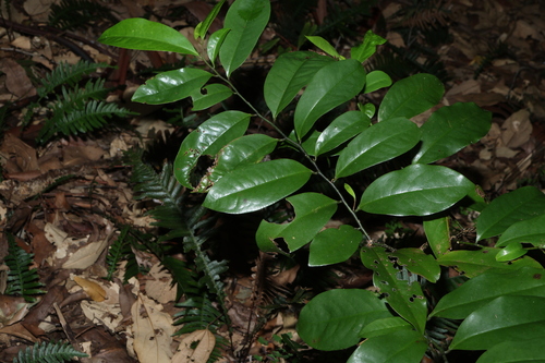 Eupomatia laurina, photograph 4