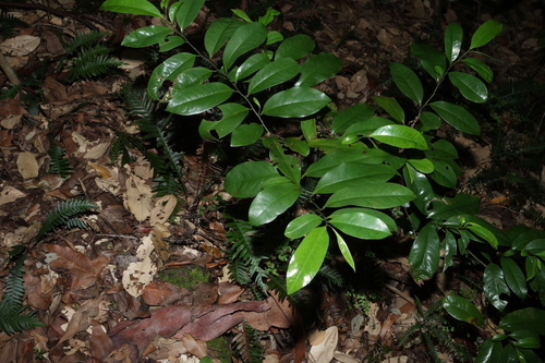 Eupomatia laurina, photograph 5
