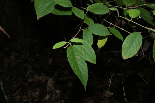 Callicarpa pedunculata
