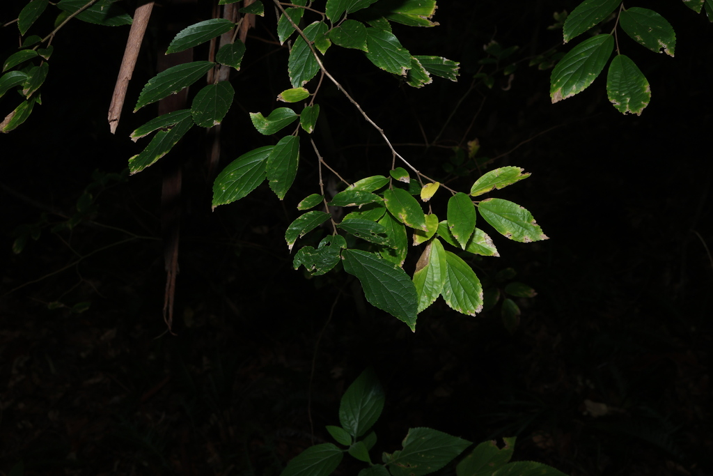 Celtis sinensis; photograph (c) Greg Tasney, some rights reserved (CC BY-SA)