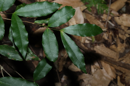 Melodinus australis observed 2026-08-20