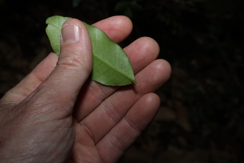 Melodinus australis, photograph 2