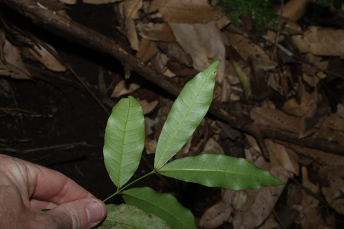 Melodinus australis, photograph 1