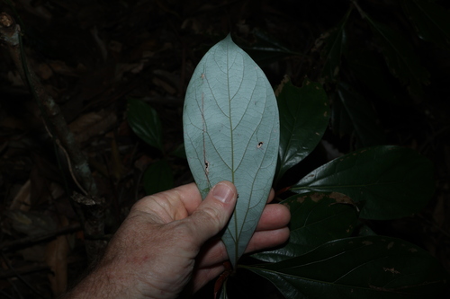 Neolitsea dealbata, photograph 6