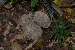 Legnephora moorei, photograph (c) Greg Tasney, some rights reserved (CC BY-SA)