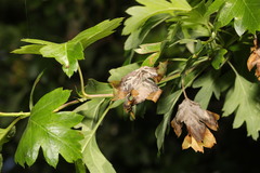 Monilinia johnsonii