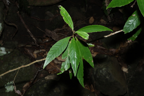 Argophyllum nullumense