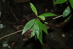 Argophyllum nullumense