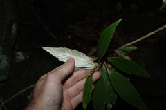 (c) Greg Tasney, some rights reserved (CC BY-SA) Argophyllum nullumense, photograph (c) Greg Tasney, some rights reserved (CC BY-SA)