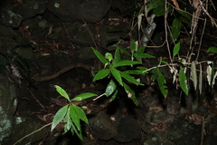 (c) Greg Tasney, some rights reserved (CC BY-SA) Argophyllum nullumense, photograph (c) Greg Tasney, some rights reserved (CC BY-SA)