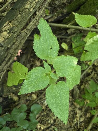 Scutellaria altissima, photograph 3