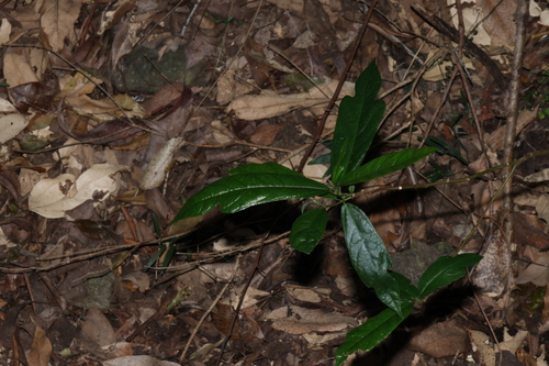 Ficus fraseri, photograph 4