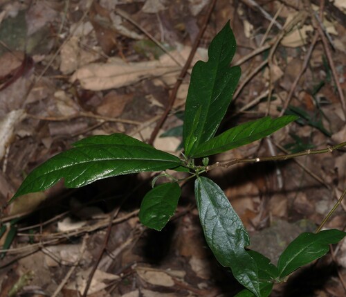 Ficus fraseri, photograph 3