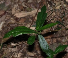 Ficus fraseri, photograph (c) Greg Tasney, some rights reserved (CC BY-SA)