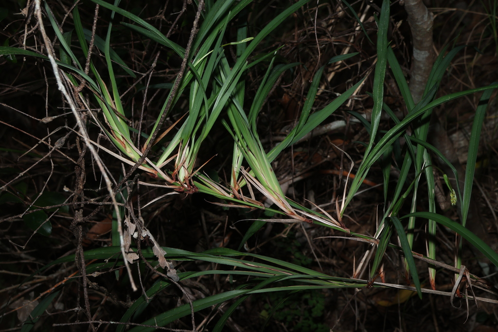 Dianella caerulea; photograph (c) Greg Tasney, some rights reserved (CC BY-SA)