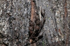 Eucalyptus crebra