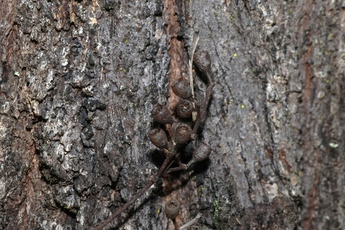 Eucalyptus crebra, photograph 1