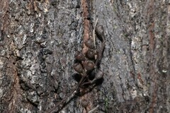 Eucalyptus crebra, photograph (c) Greg Tasney, some rights reserved (CC BY-SA)