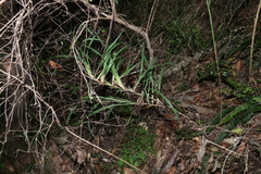 (c) Greg Tasney, some rights reserved (CC BY-SA) Dianella caerulea, photograph (c) Greg Tasney, some rights reserved (CC BY-SA)