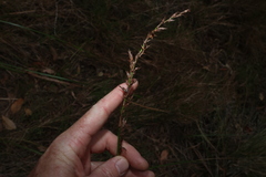 Lepidosperma laterale, photograph (c) Greg Tasney, some rights reserved (CC BY-SA)