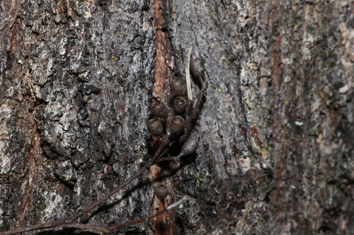 Eucalyptus crebra, photograph 2