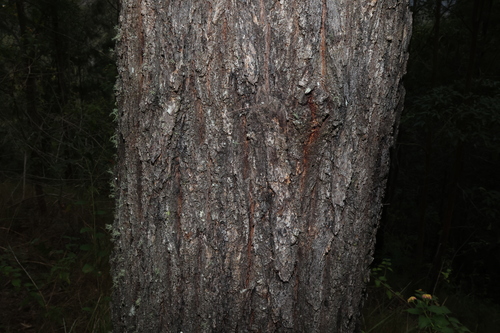 Eucalyptus crebra, photograph 3