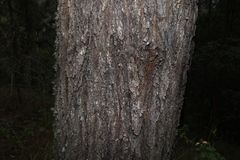 Eucalyptus crebra, photograph (c) Greg Tasney, some rights reserved (CC BY-SA)