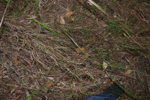 Lepidosperma laterale, photograph 6
