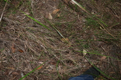 Lepidosperma laterale, photograph (c) Greg Tasney, some rights reserved (CC BY-SA)