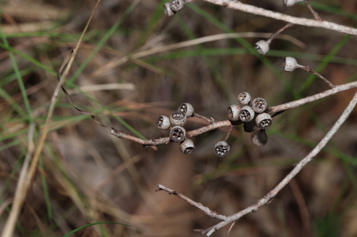 Eucalyptus acmenoides observed 2026-08-20
