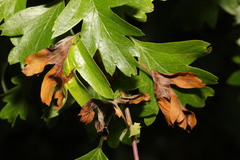 Monilinia johnsonii
