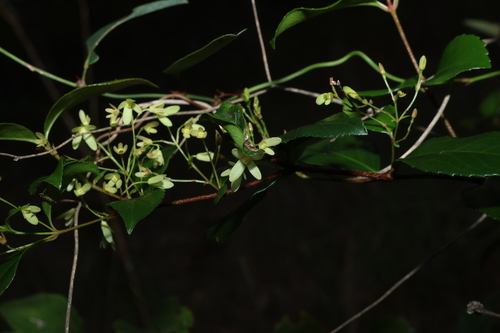 Aphanopetalum resinosum, photograph 3