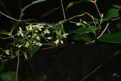 Aphanopetalum resinosum, photograph (c) Greg Tasney, some rights reserved (CC BY-SA)