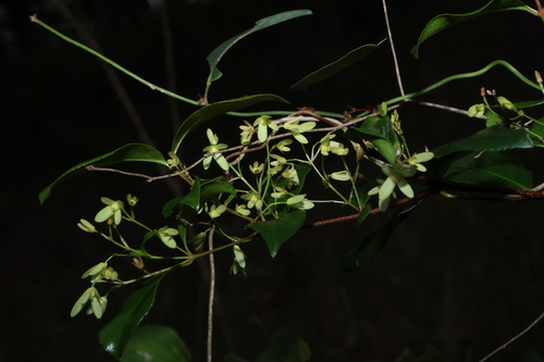 Aphanopetalum resinosum, photograph 4