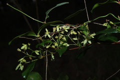 Aphanopetalum resinosum, photograph (c) Greg Tasney, some rights reserved (CC BY-SA)