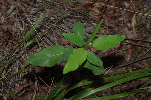 Corymbia torelliana, photograph 5
