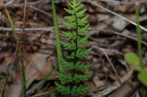 bristly cloak fern