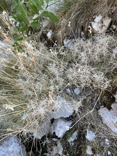 Cerastium grandiflorum (Cerastium grandiflorum)