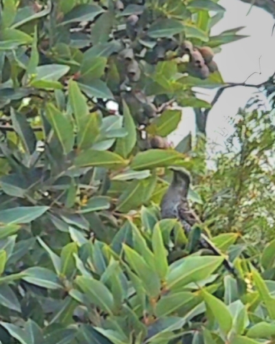 Little Wattlebird