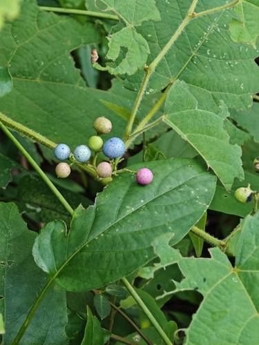 Porcelain Berry
