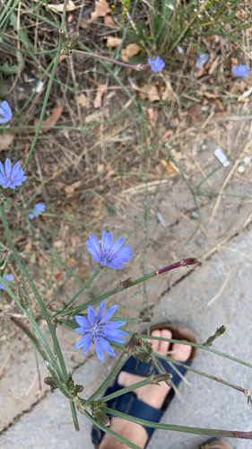 chicory