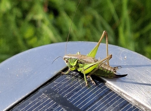 Roesel's Bush-cricket