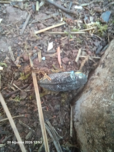 Buprestis haemorrhoidalis araratica