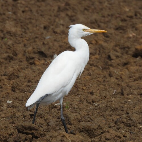 Eastern Cattle-Egret